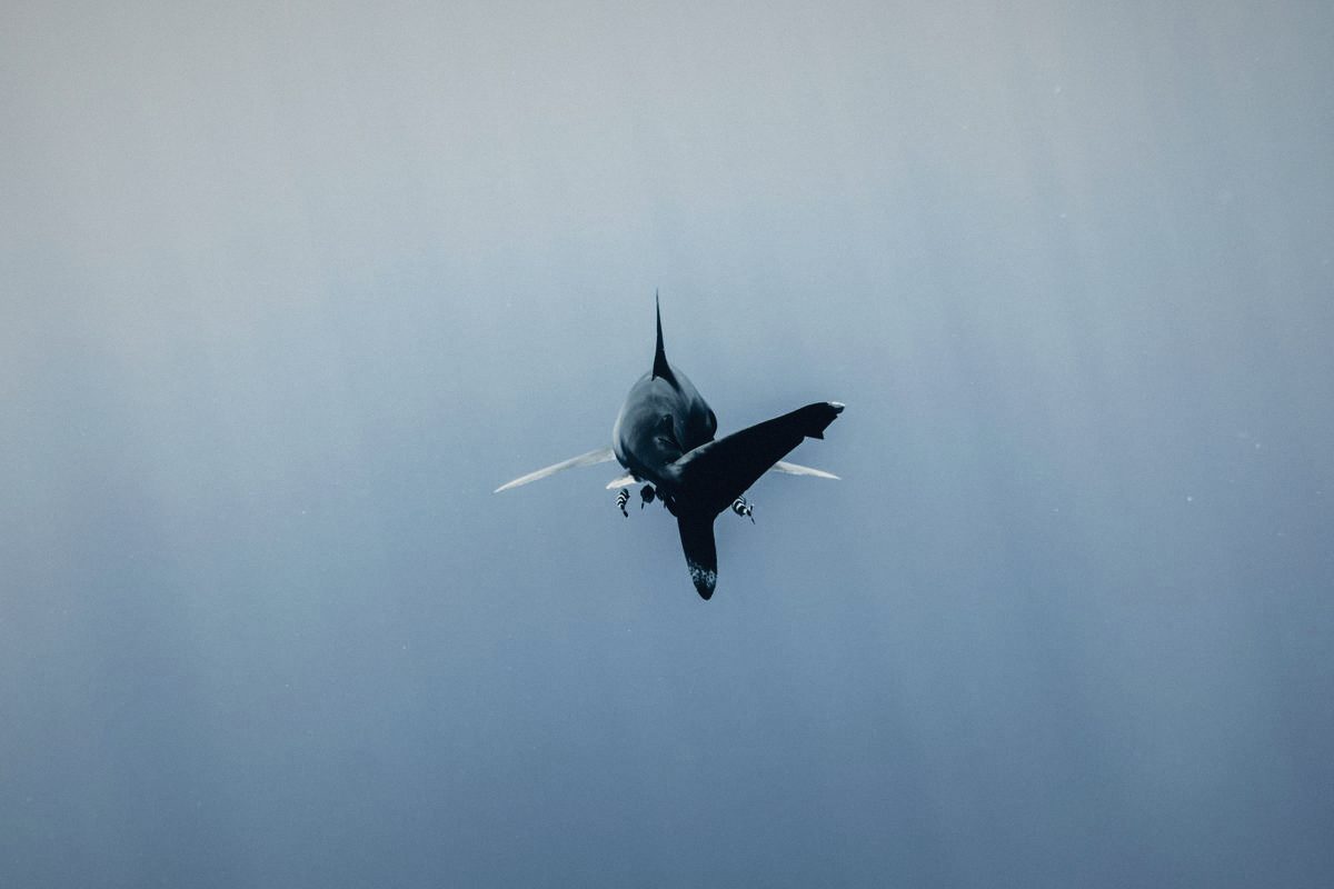 Oceanic shark in open blue water